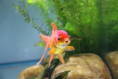 家中養魚|適合新手養魚品種 : 6種入門淡水魚